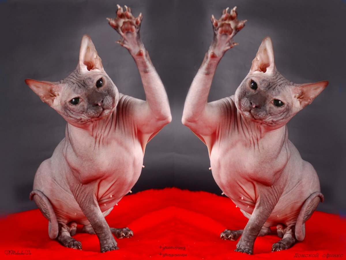 Кот Донской сфинкс