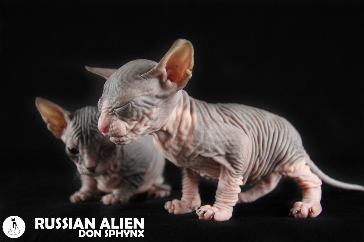 Сфинкс Димон