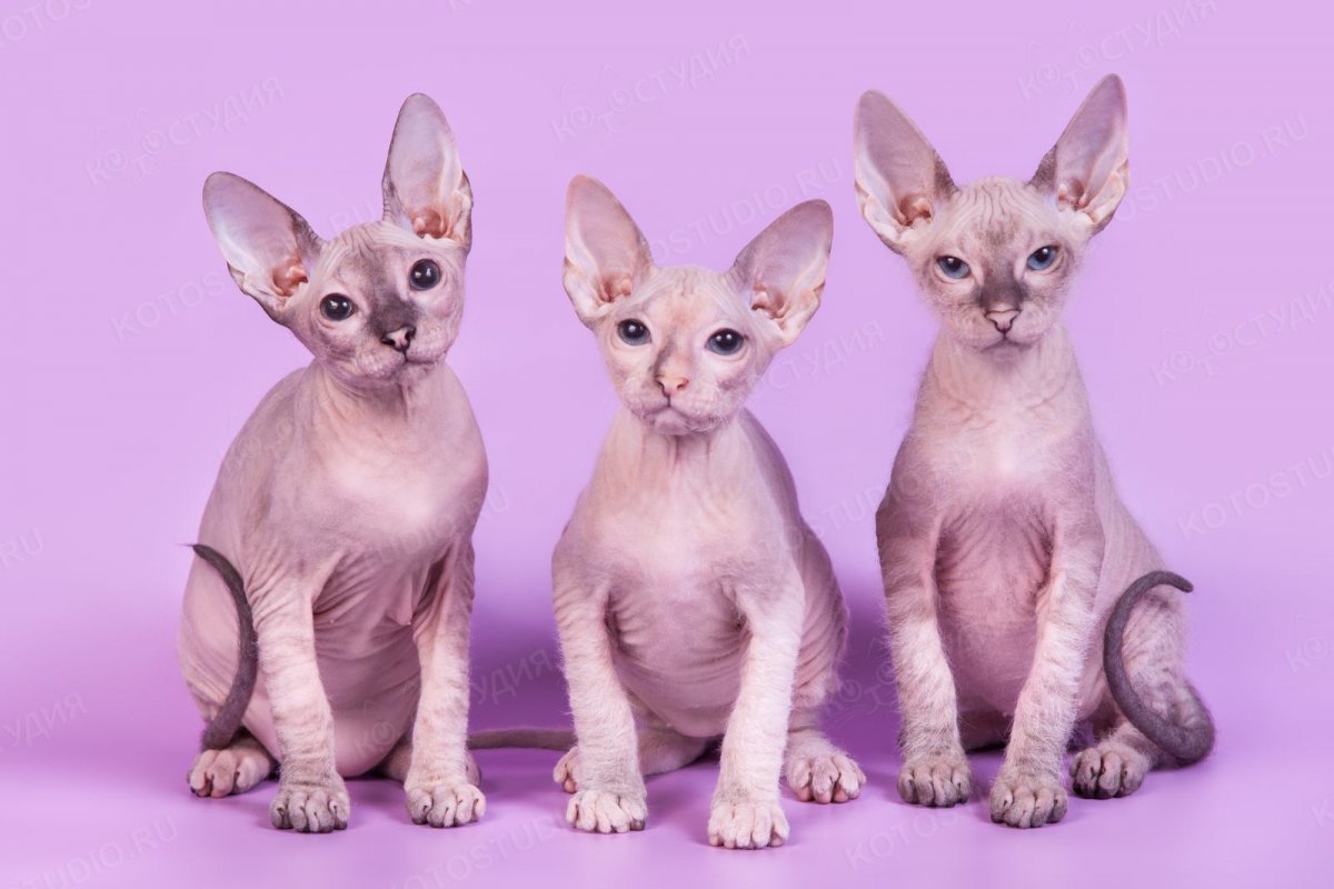 Смесь Донского и канадского сфинкса