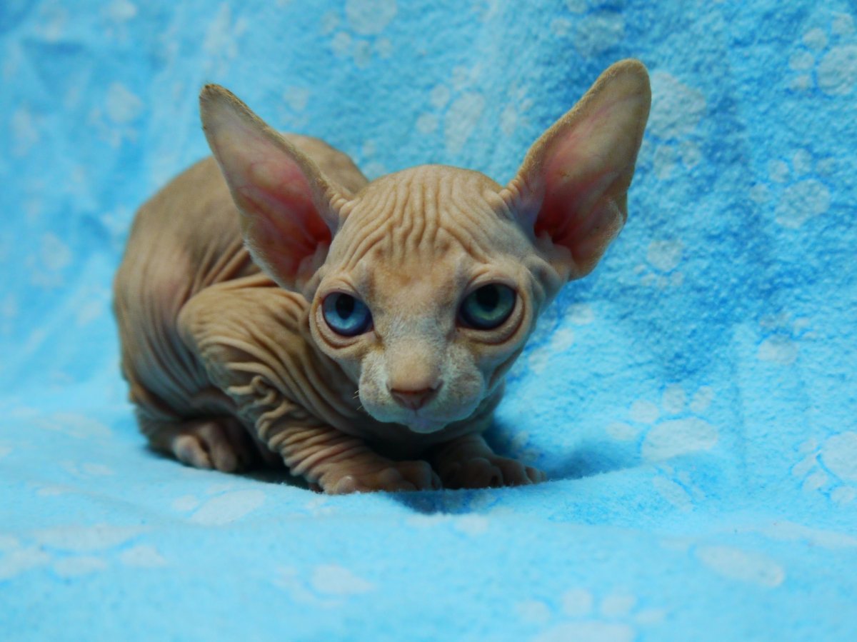 Пушистый канадский сфинкс