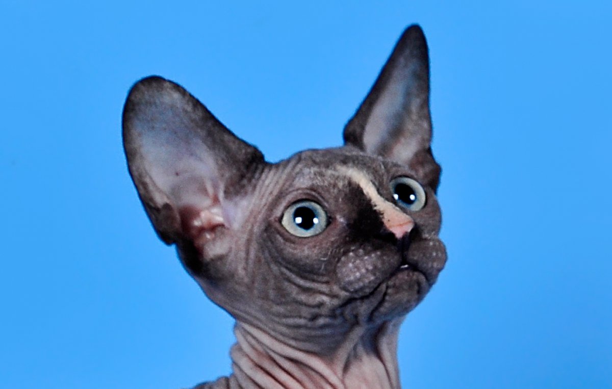 Канадский сфинкс интересные факты