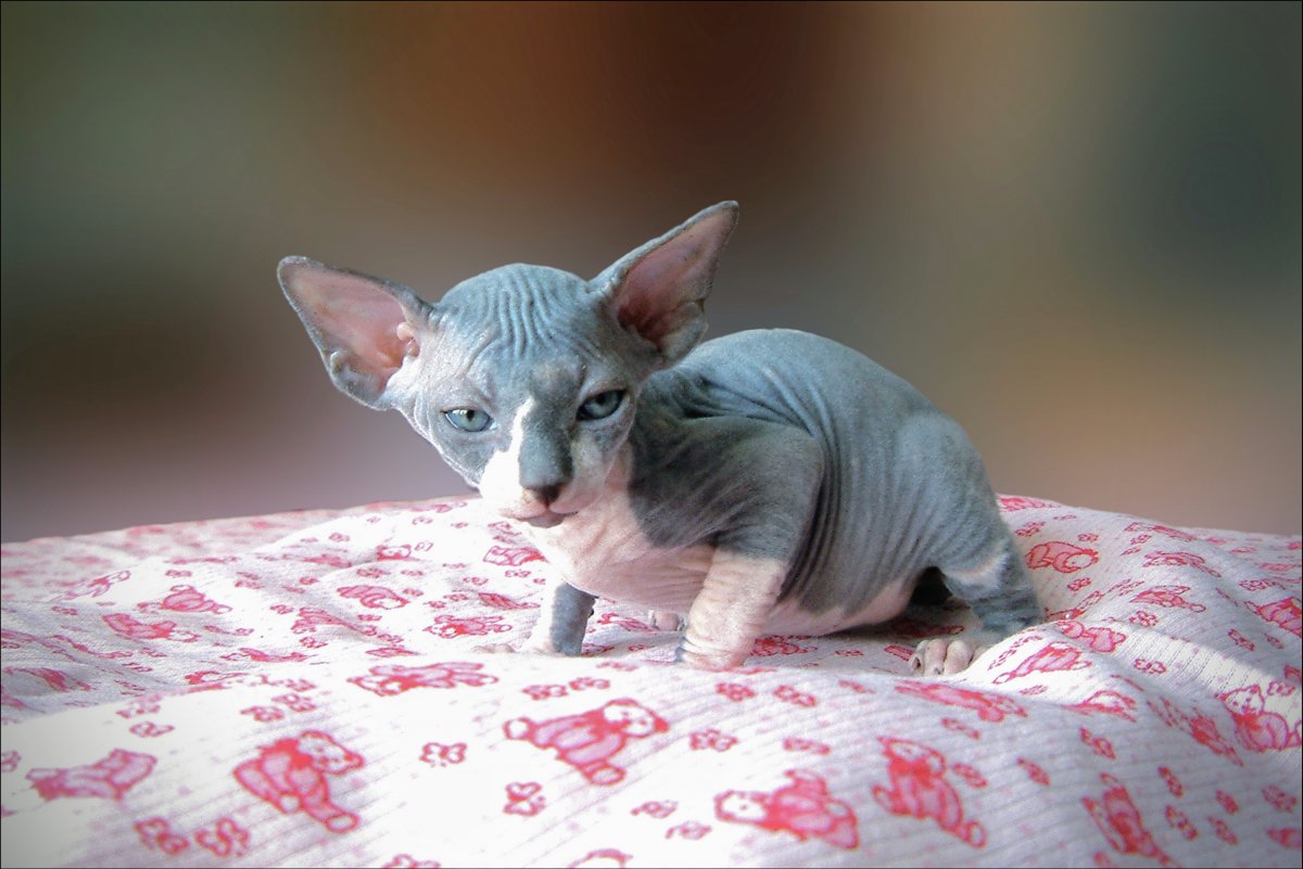 Киса канадский сфинкс
