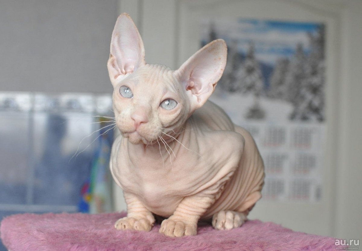 Донской сфинкс Варвара