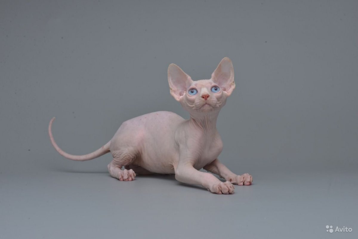 Канадский сфинкс окрас g2133