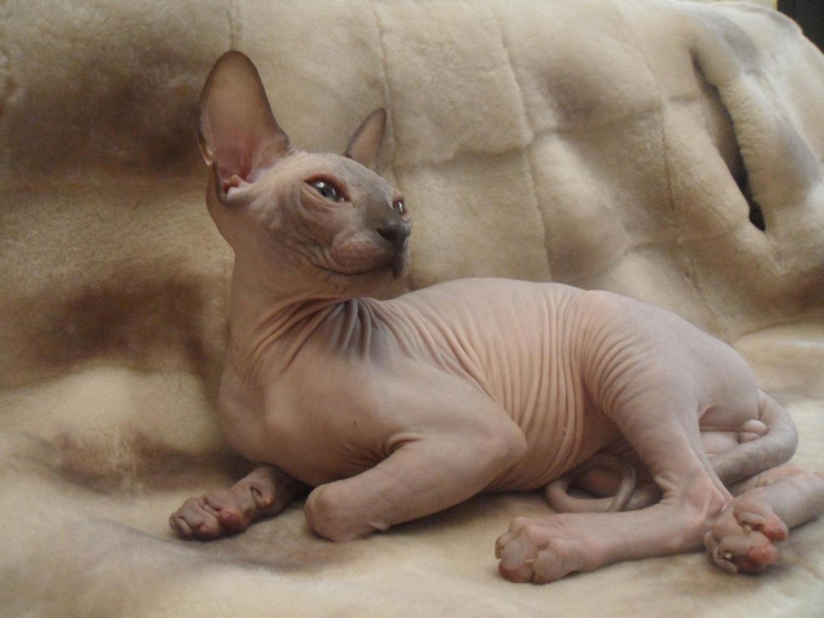 Лежачий сфинкс