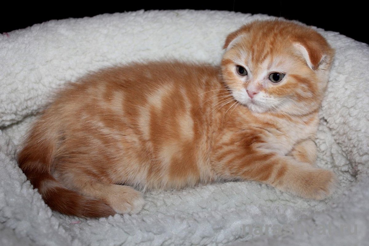 Шотландская вислоухая кошка рыжая