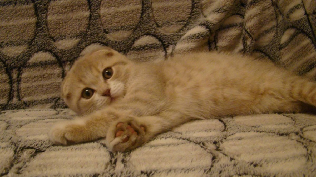 Котенок британец вислоухий рыжий хвост