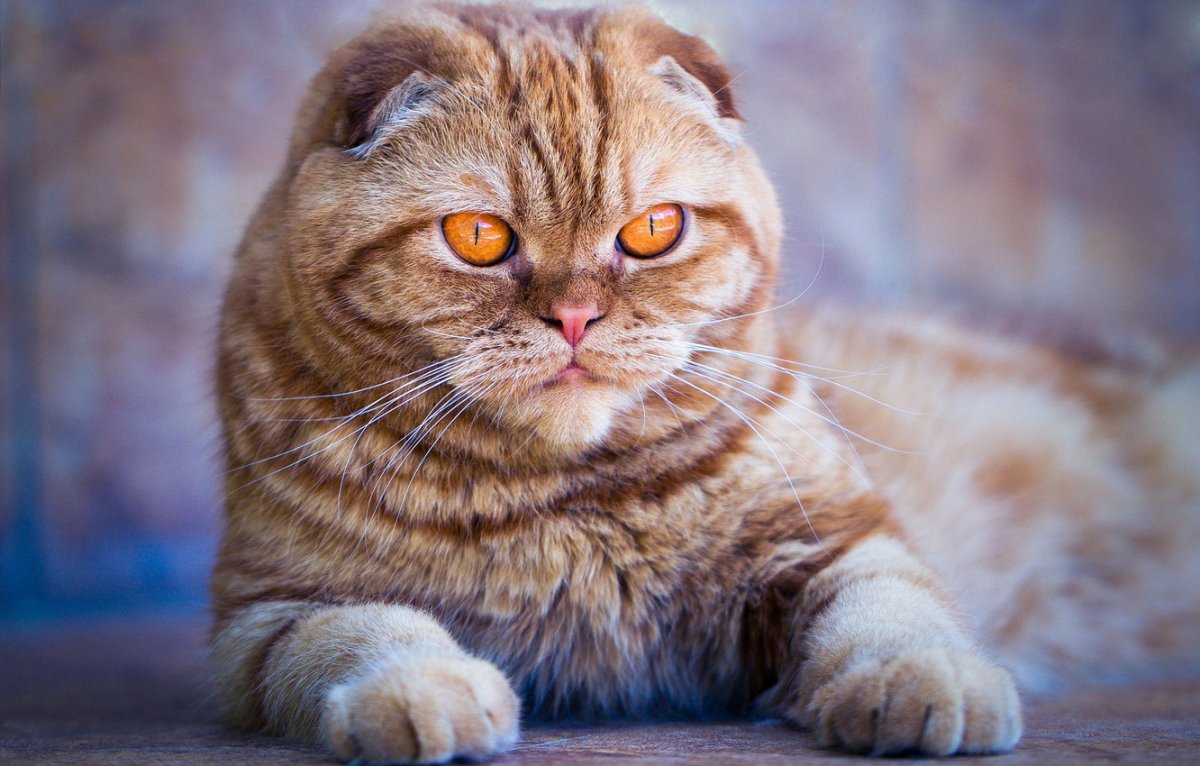 Шотландский скоттиш фолд рыжий