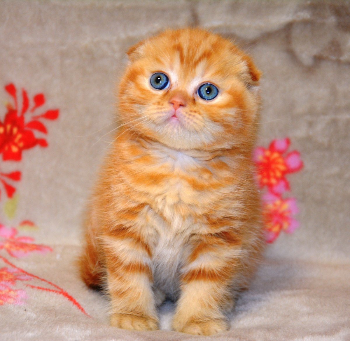 Шотландский вислоухий кот рыжий