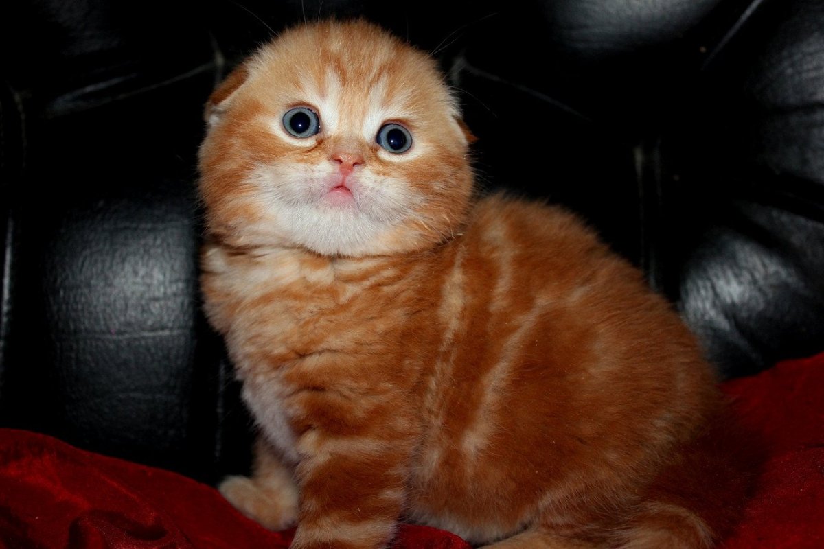 Рыжий шотландский вислоухий котенок