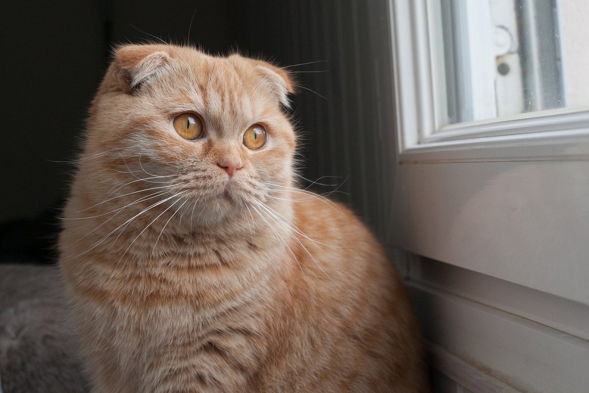 Шотландский скоттиш фолд рыжий