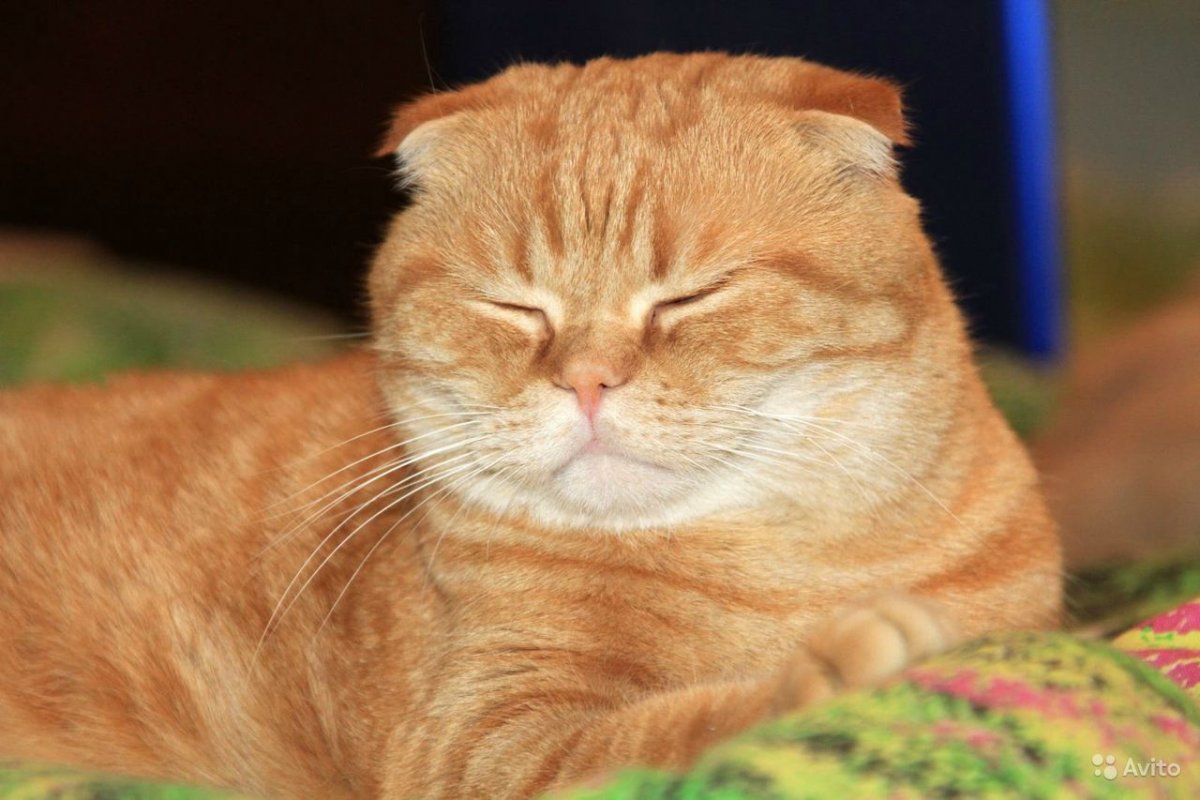 Жирный рыжий кот вислоухий