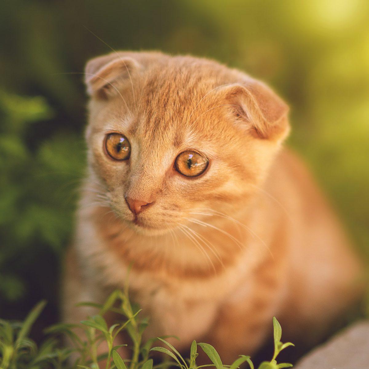 Рыжая вислоухая кошка