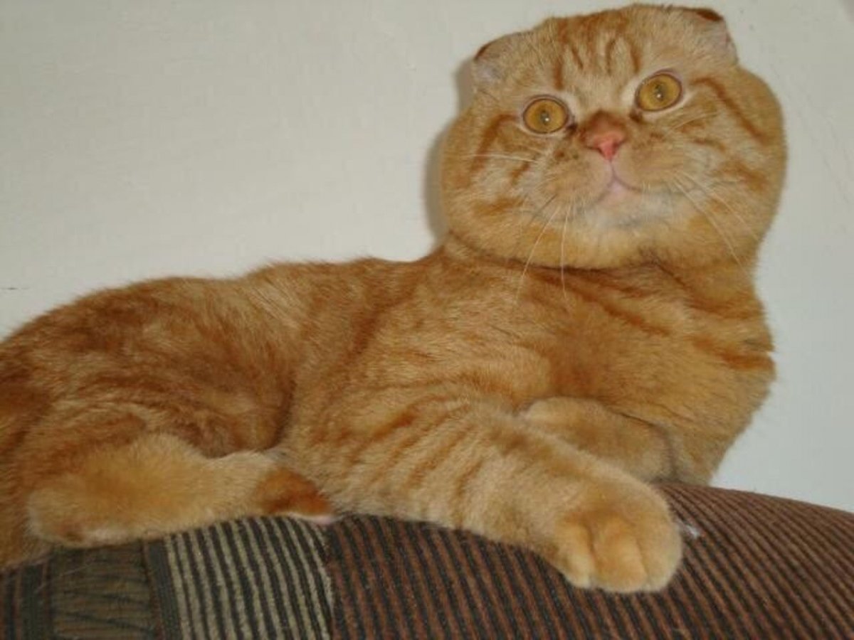 Шотландская вислоухая табби рыжий