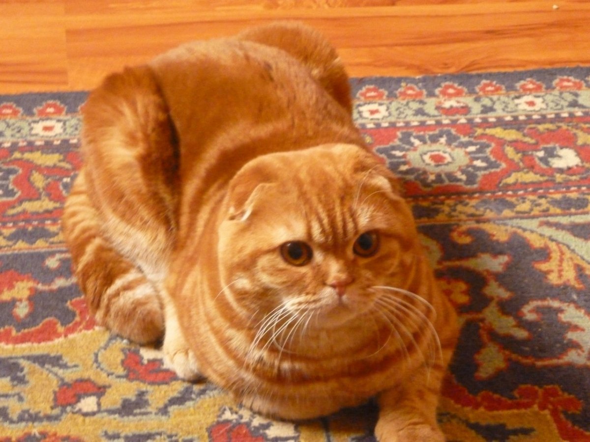 Африканский вислоухий рыжий кот