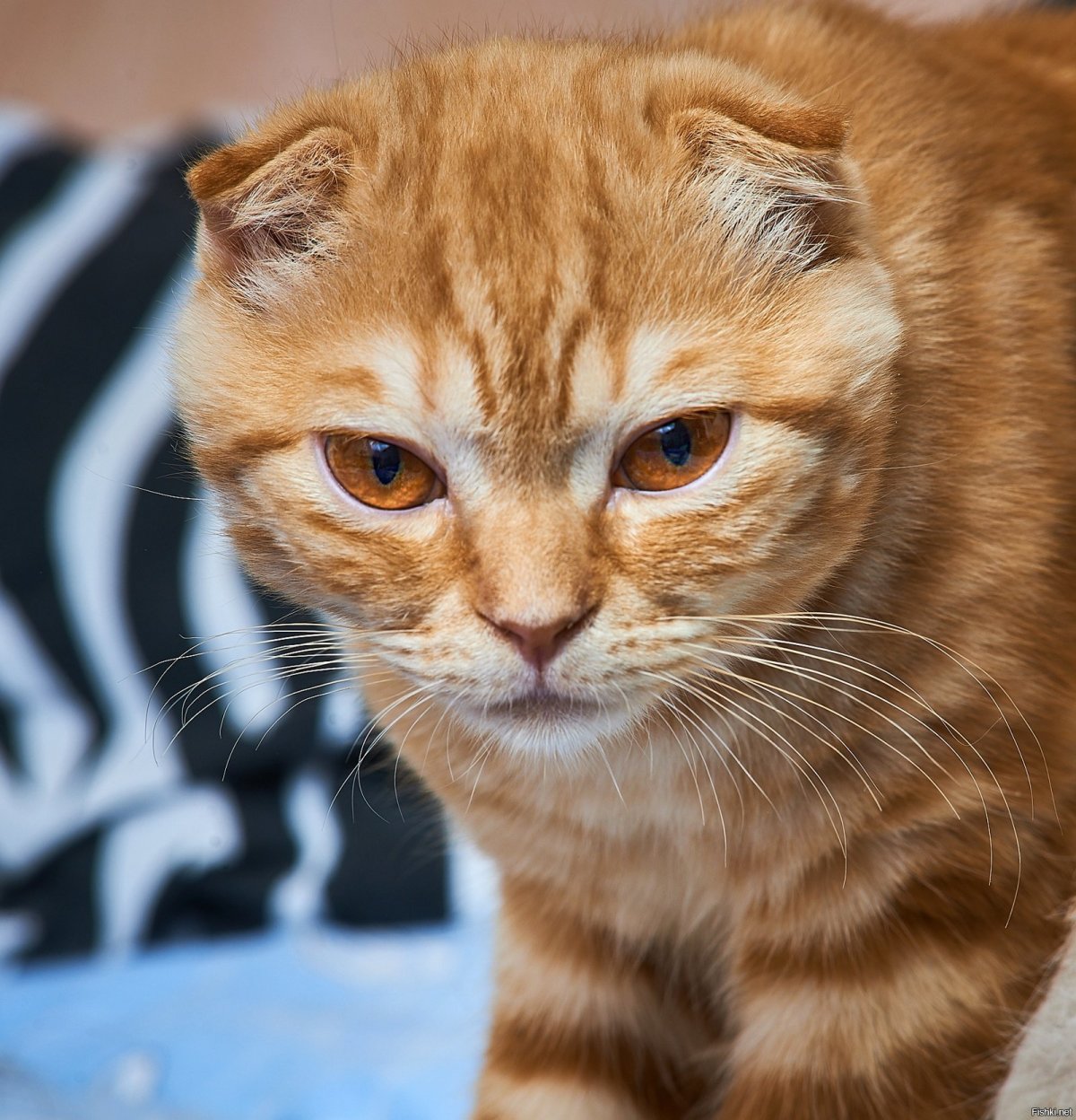 Шотландская вислоухая табби рыжий