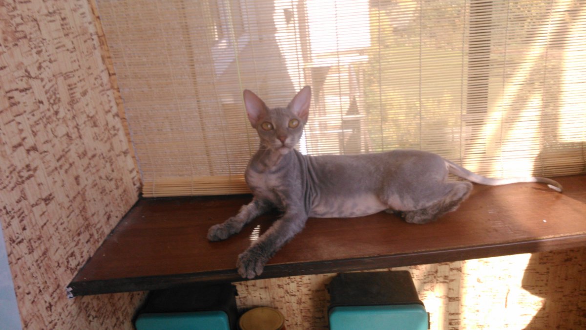 Кошка помесь сфинкса с