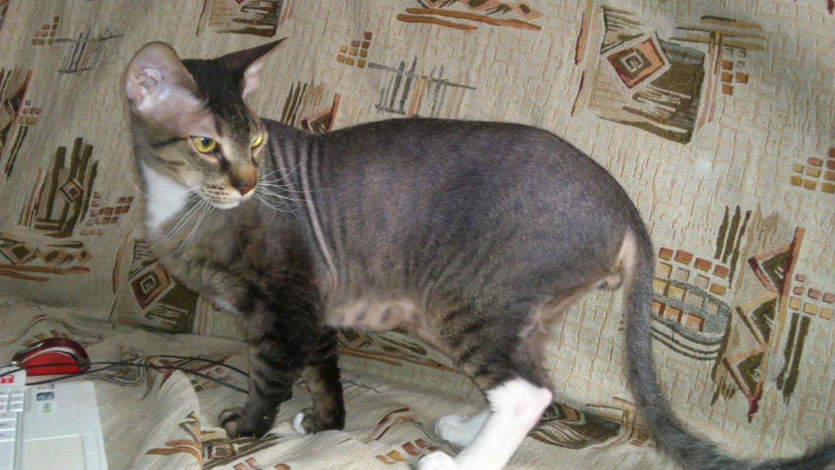 Здоровый гладкошерстный кот