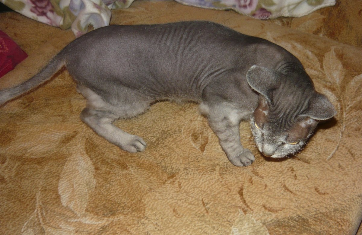 Метис сфинксы вислоухие