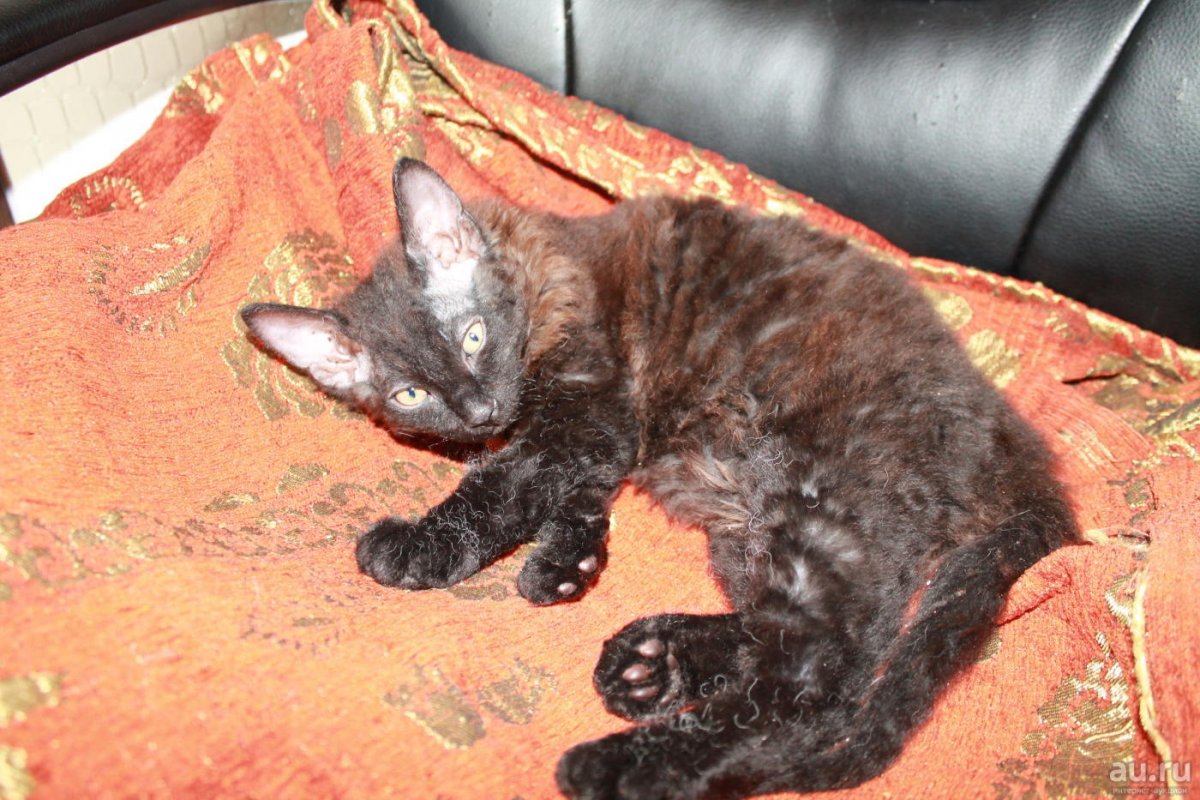 Метисы Донского сфинкса