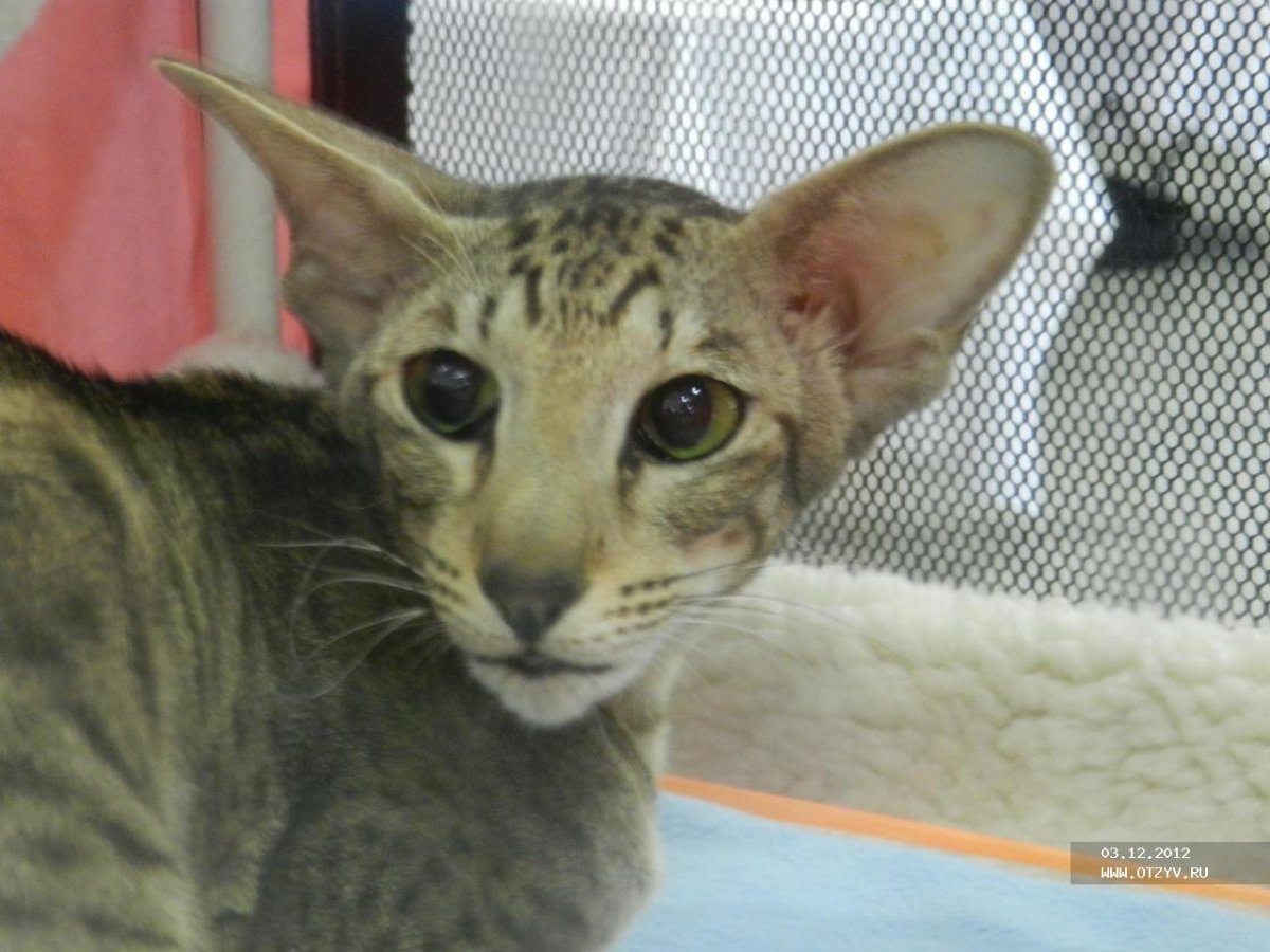 Кошка сфинкс метис