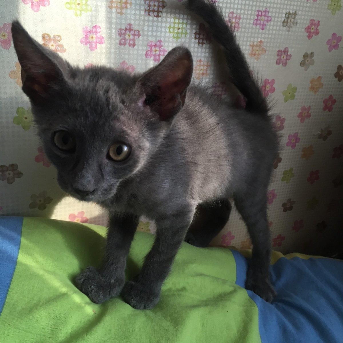 Кошка сфинкс метис