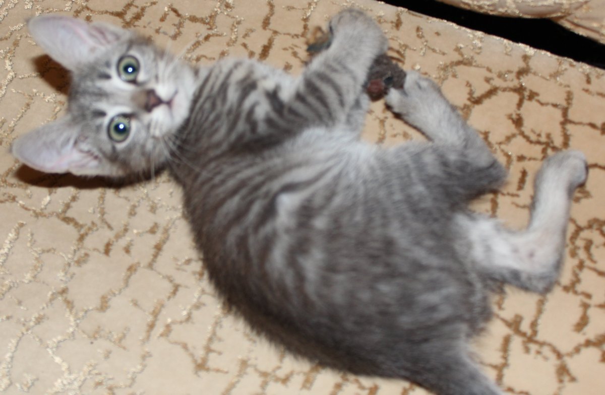 Котята сфинкс + метис