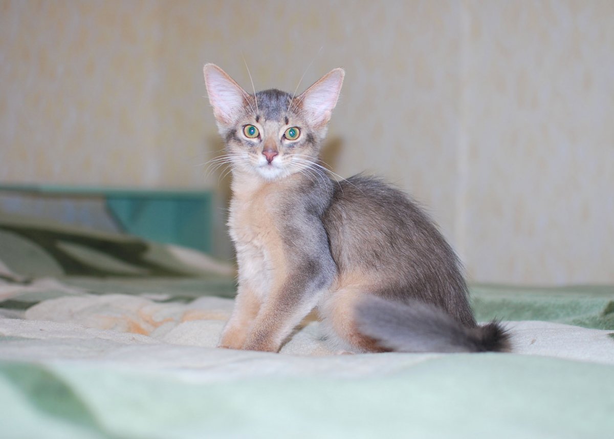 Корниш рекс кошка