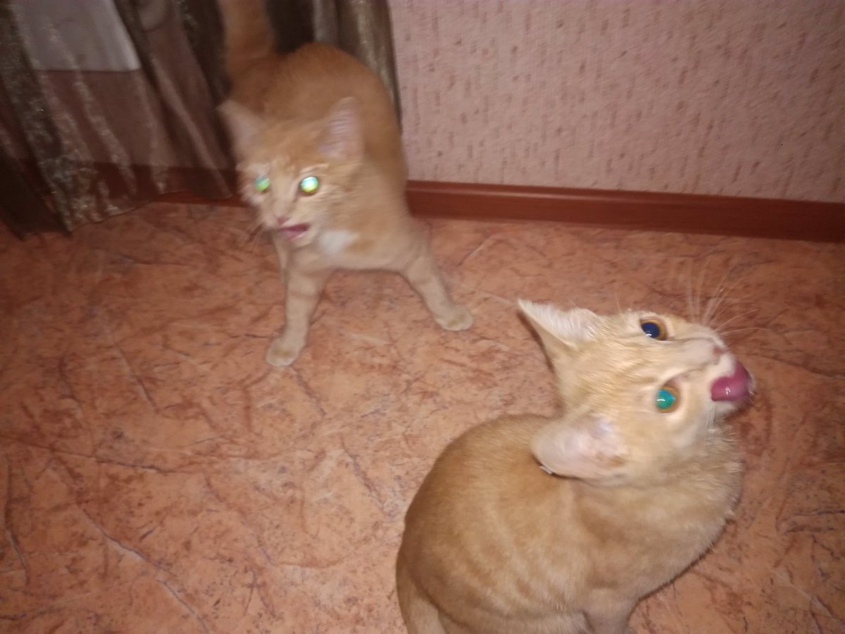 Сфинкс и британец вместе