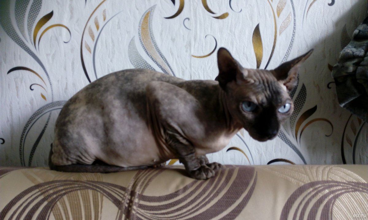 Метис канадского сфинкса