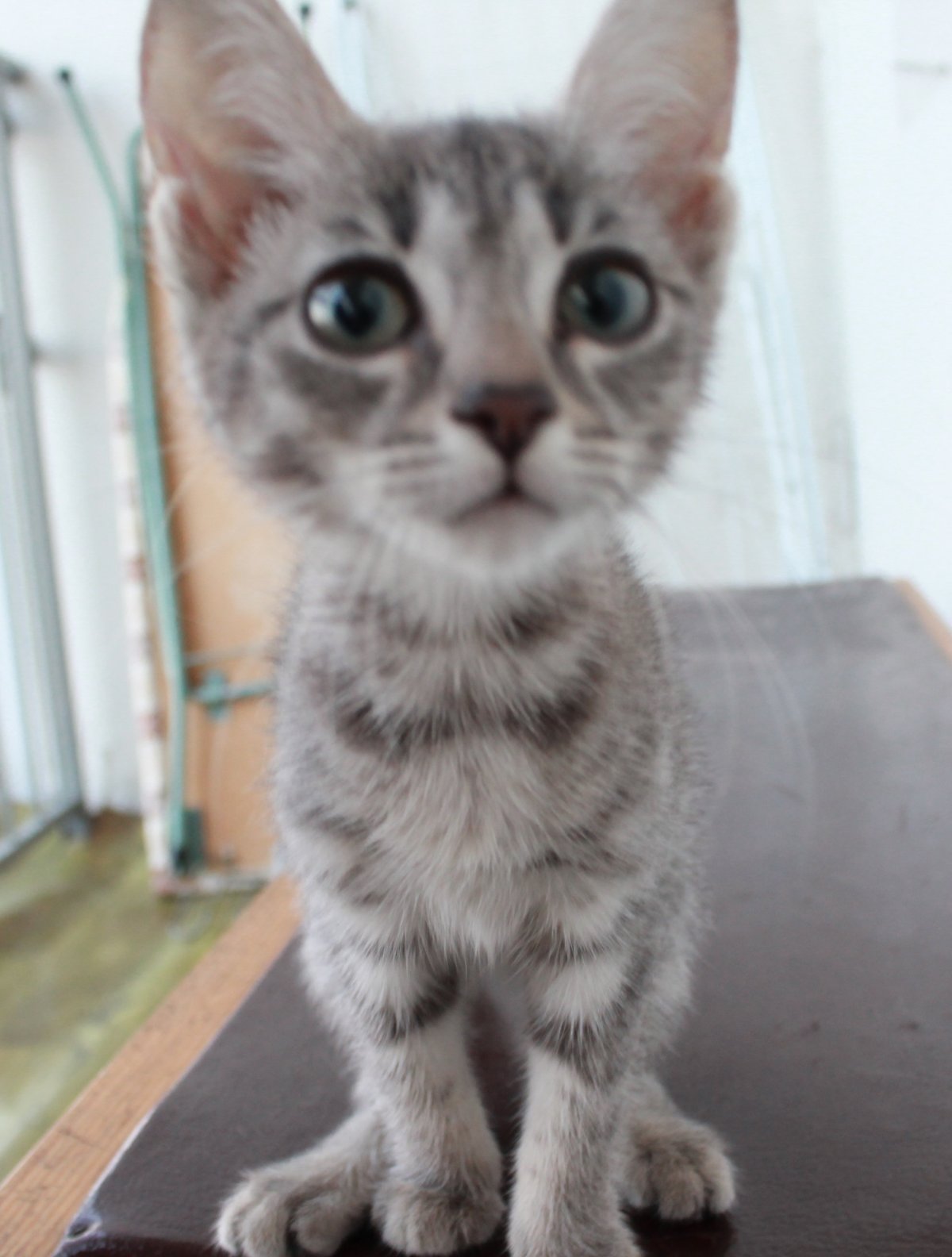 Кот породы Ликой