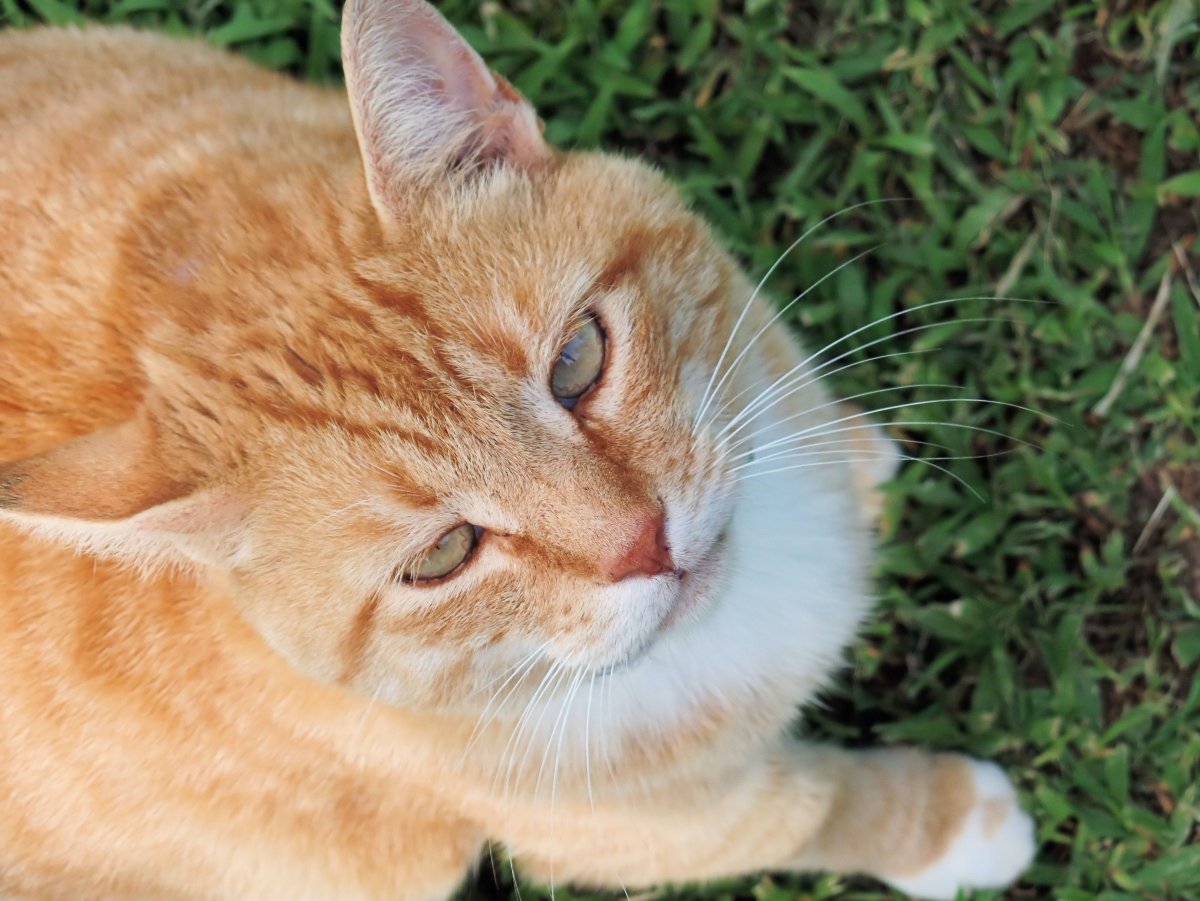 Оранжевые коты