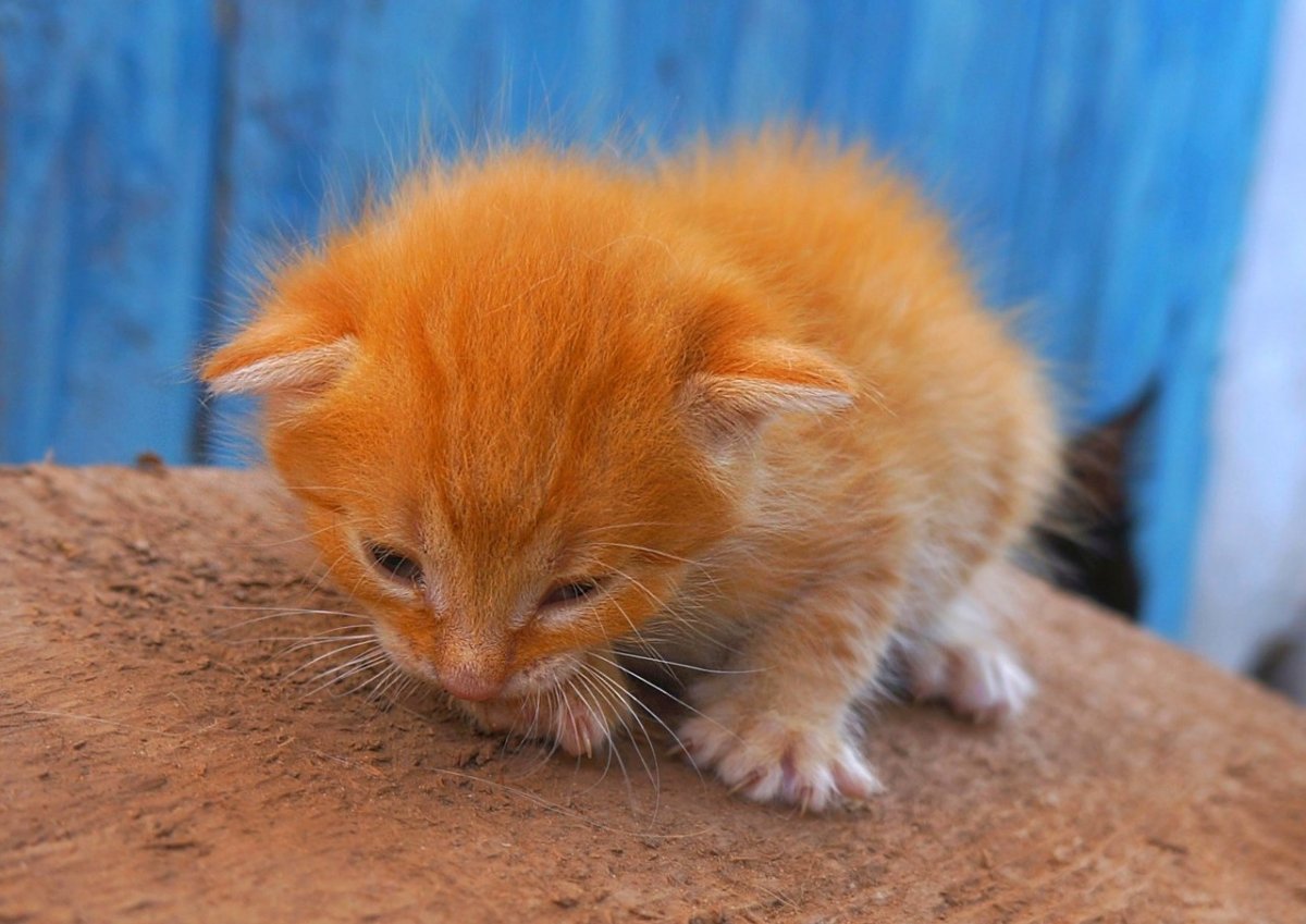 Котята рыжего цвета