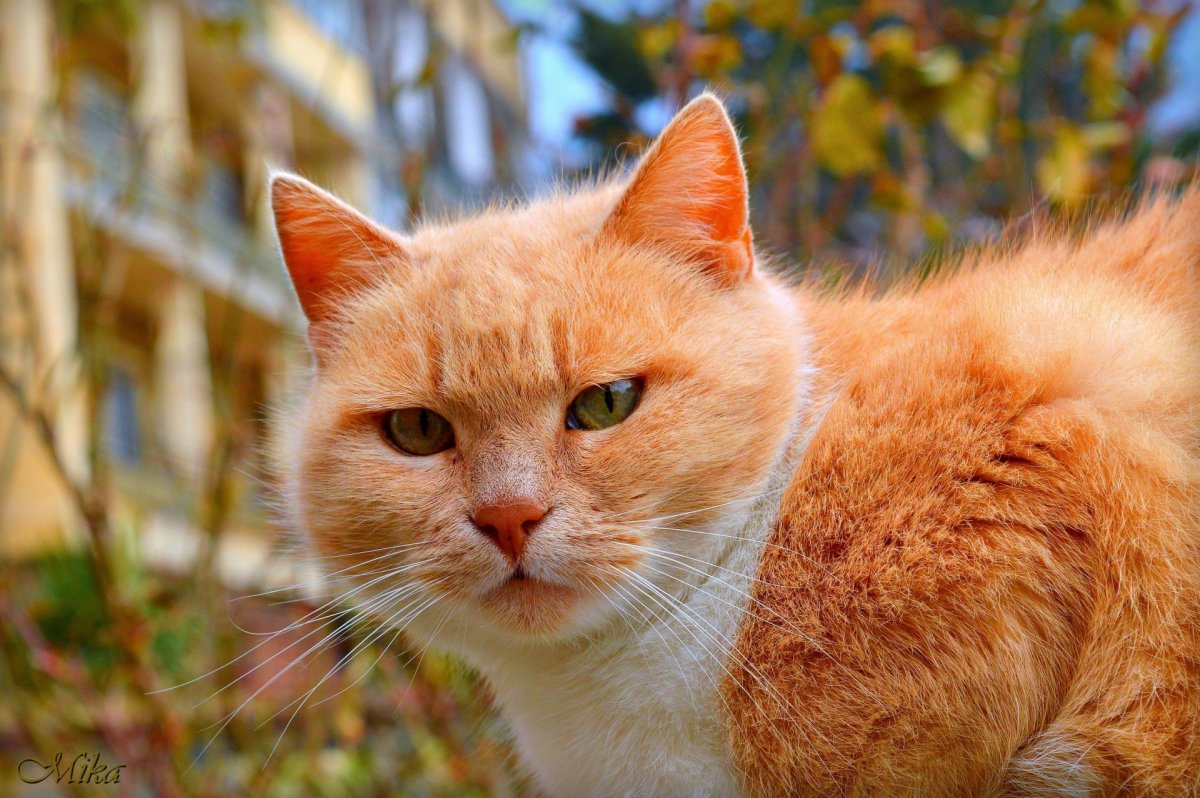 Оранжевый кот