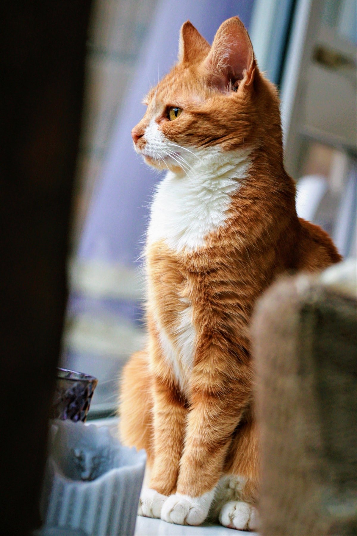 Оранж для кошек