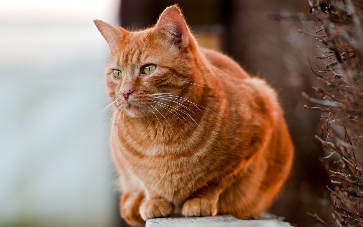 Ginger tabby Cat порода