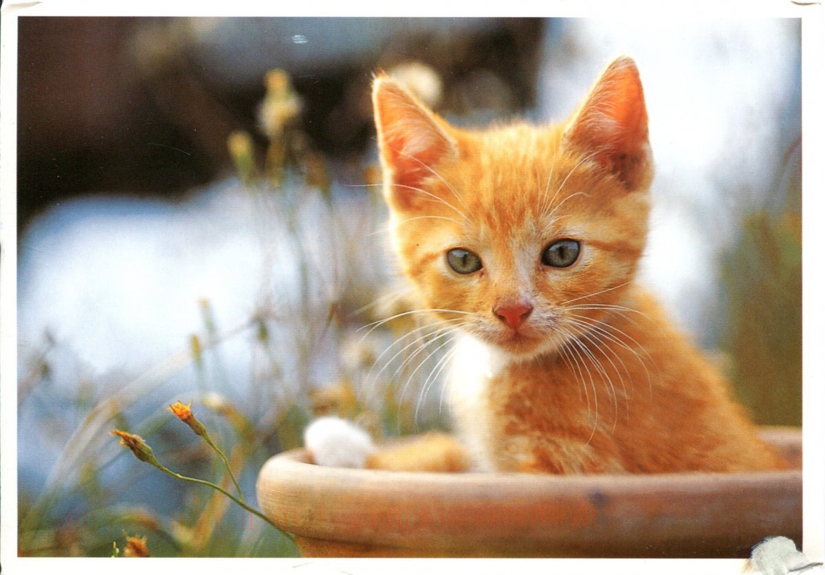 Милые оранжевые котики