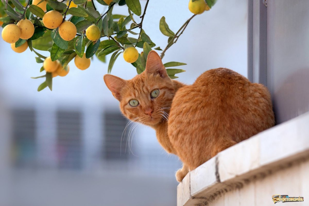 Апельсины цвета беж оранжевый кот