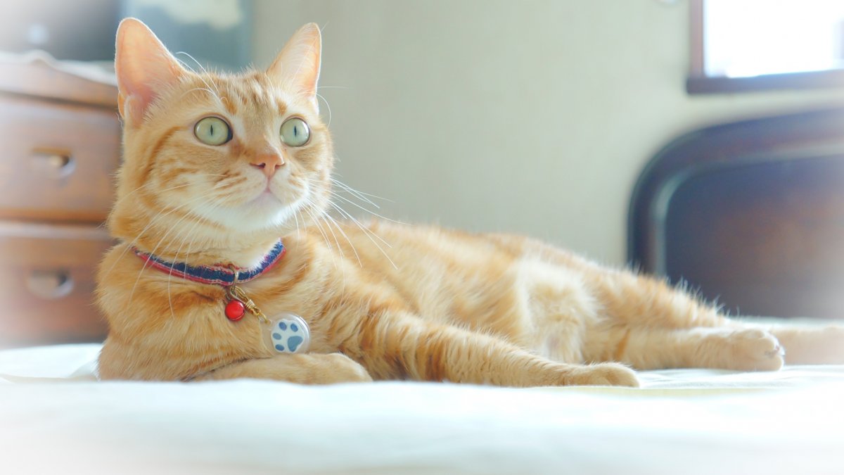 Рыжий кот с ошейником