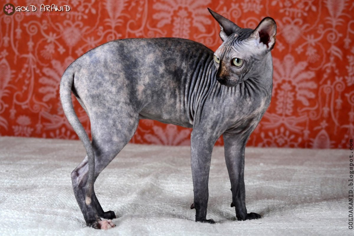 Сфинкс кошка черепаховый окрас