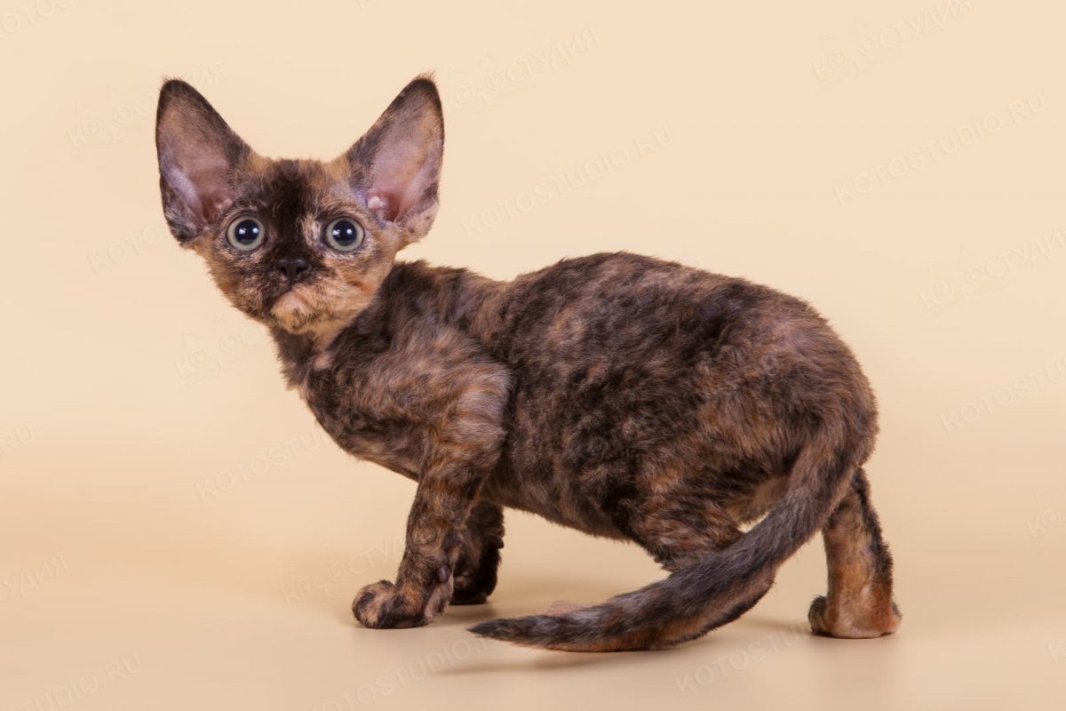 Порода Девон рекс