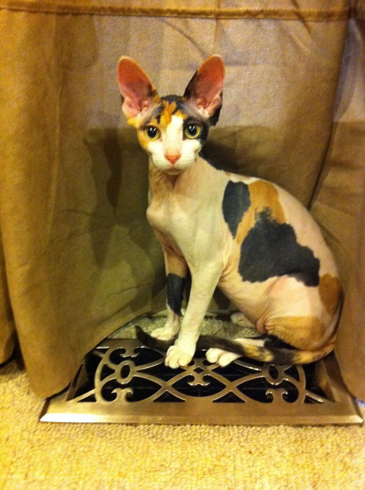 Сфинкс Калико