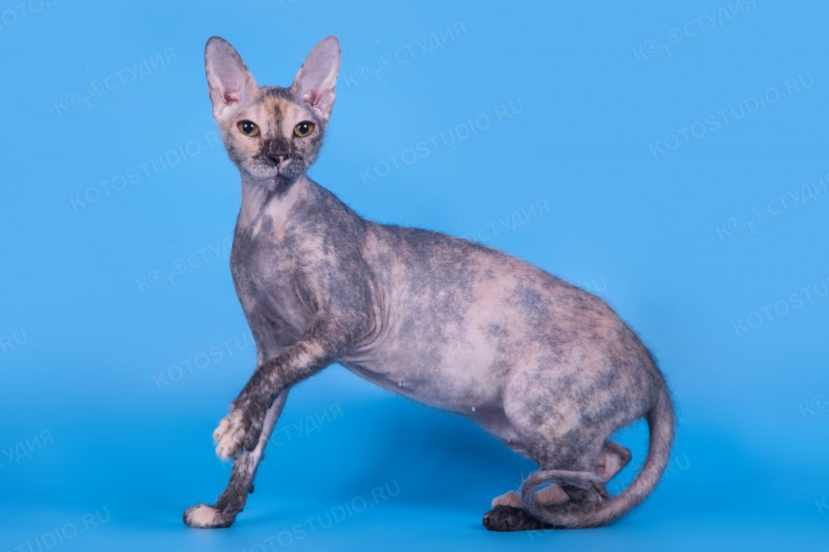 Канадский сфинкс розовый черепаховый