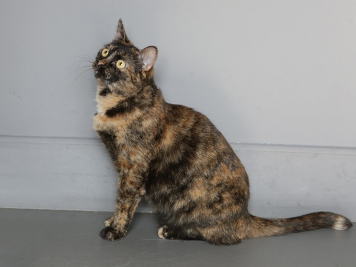 Окрас Химера у кошек