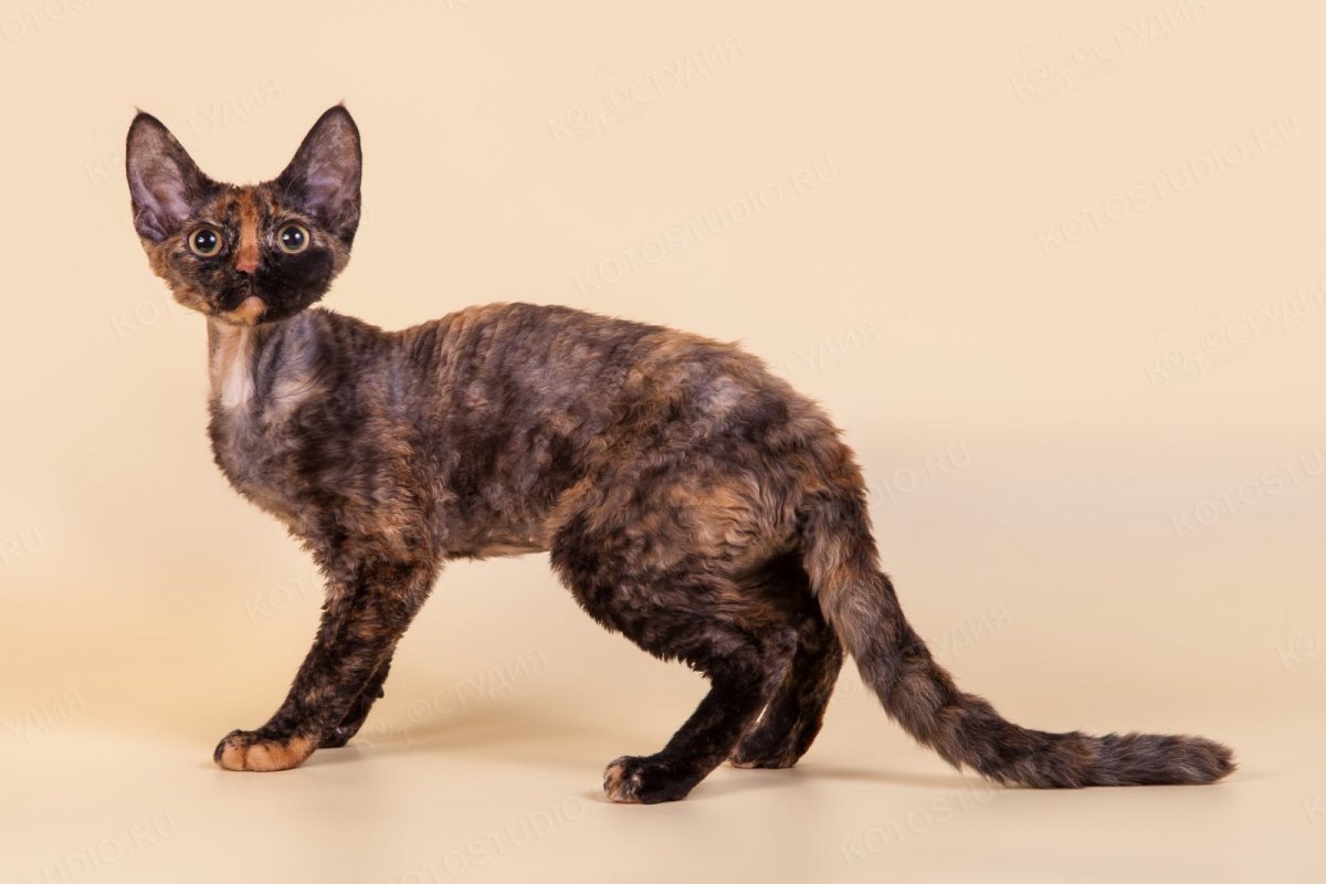 Девон рекс черепаховый окрас