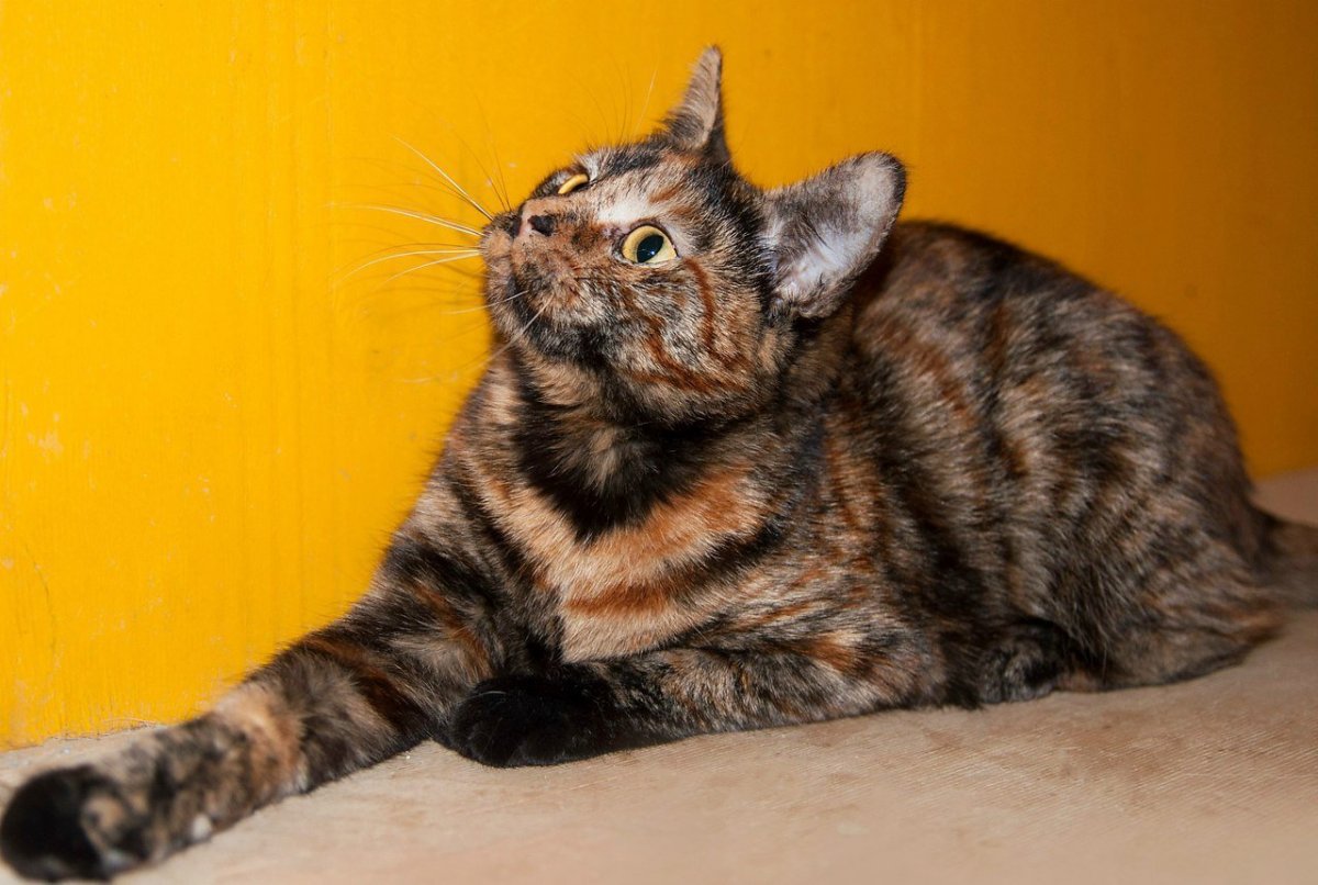 Средняя настоящая кошка