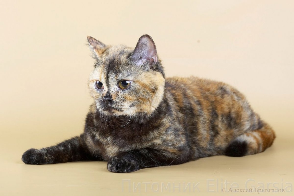 Египетская черепаховая кошка