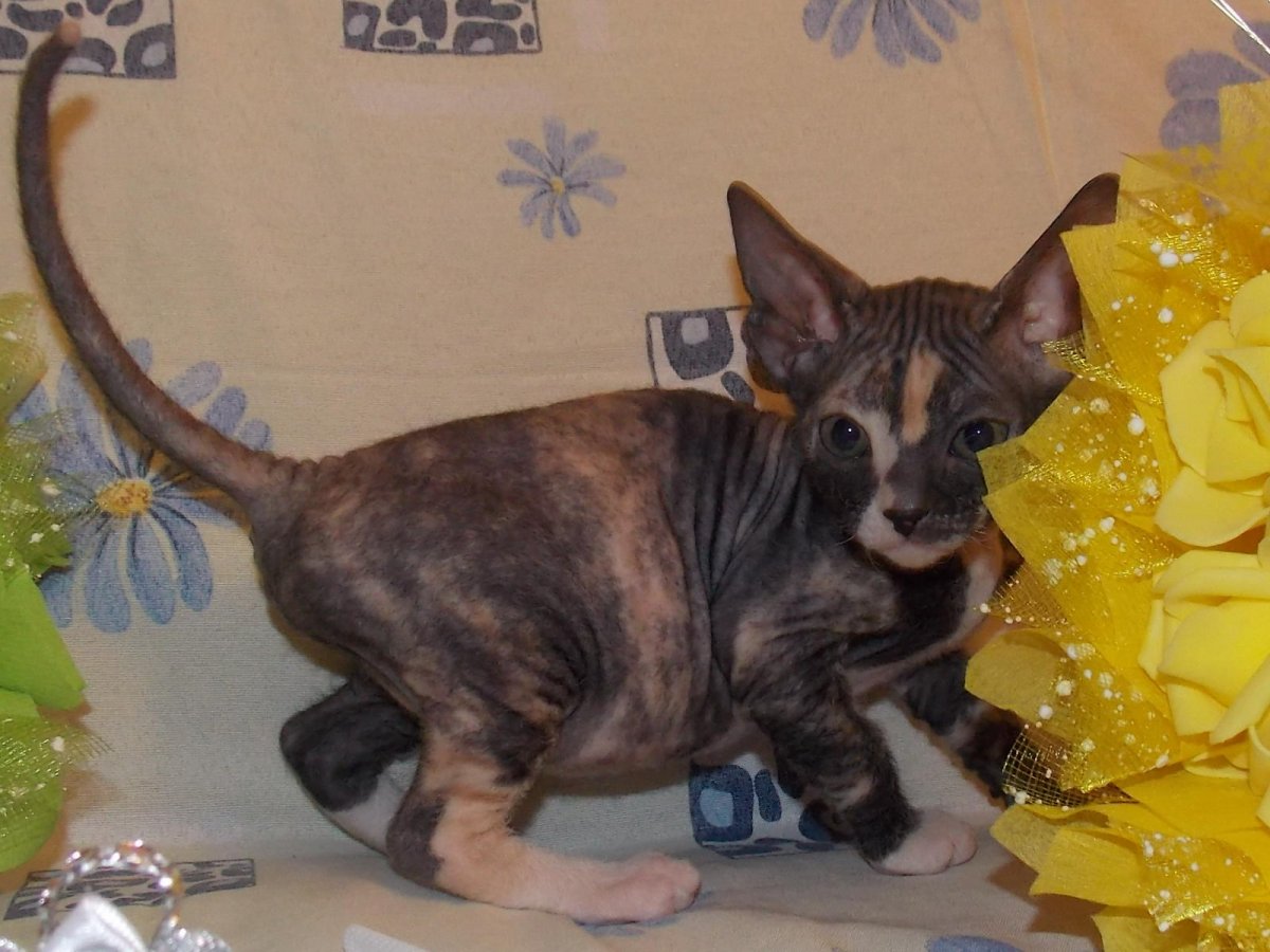 Сфинкс черепаховый Арлекин