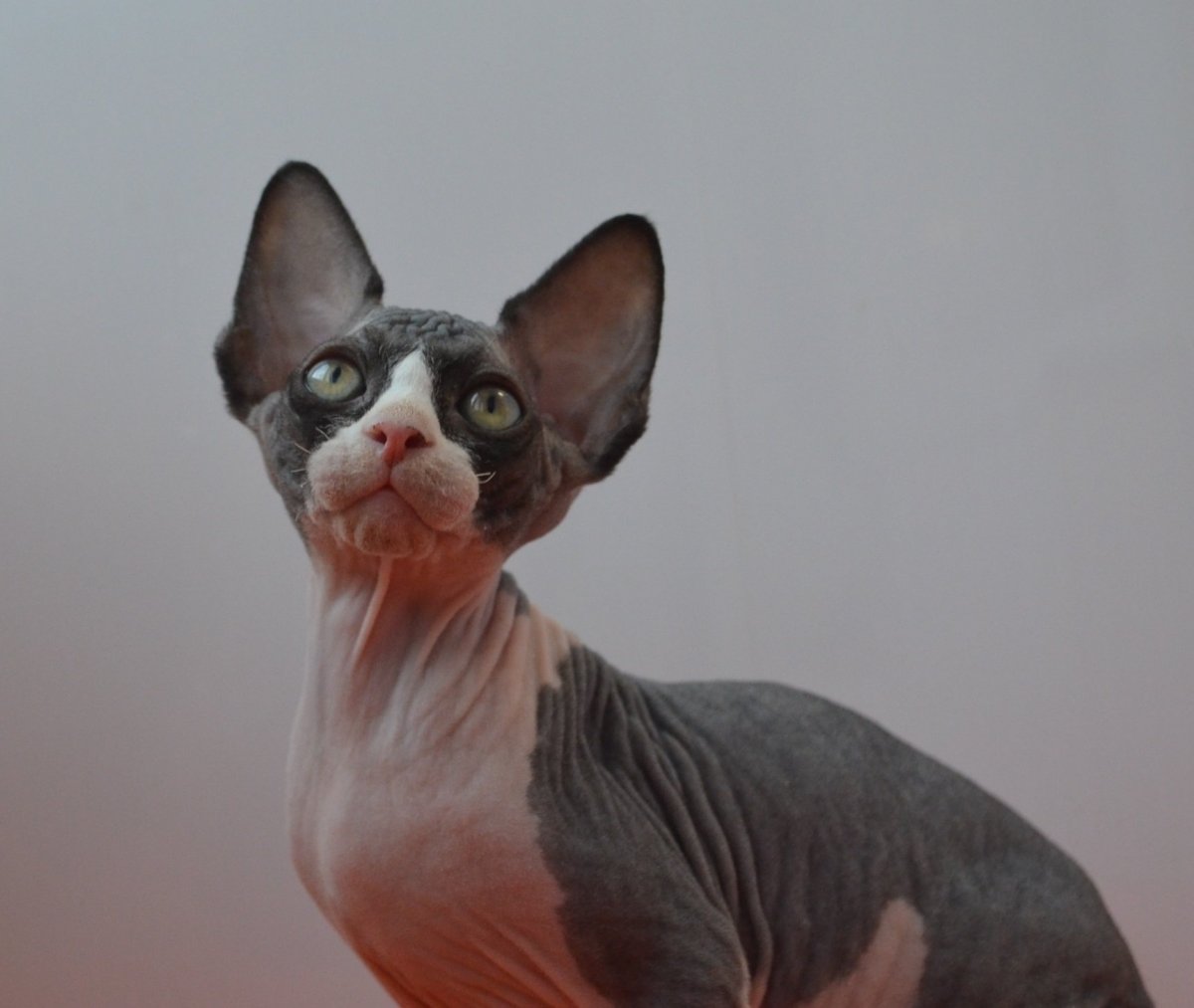 Сфинкс черепаховый биколор