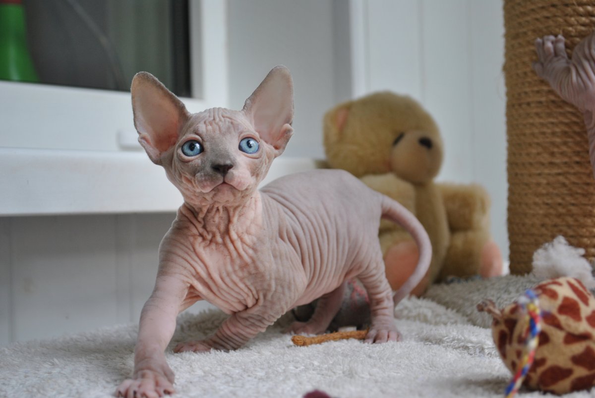 Канадский сфинкс Карол поинт